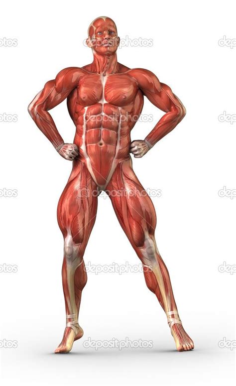 Human Muscular System Diagram Unlabeled Google Search Menselijke