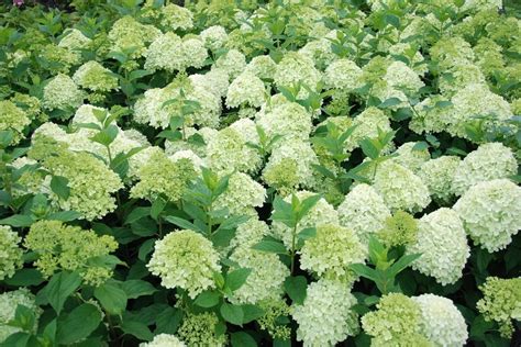 Гортензия метельчатая Дентель де горрон (Dentelle de Gorron) купить в ...