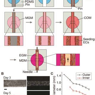 Engineered Human Vascularized Skeletal Muscle Tissue With Fluid