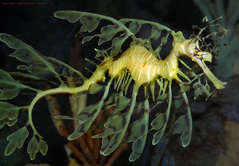 LOVE IN PARADISE: Leafy Sea Dragon