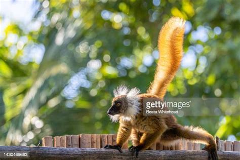 Beata Whitehead Photos And Premium High Res Pictures Getty Images