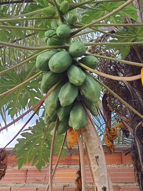 Tree With Many Papayas Bottom Up View Stock Photo Image Of Objects