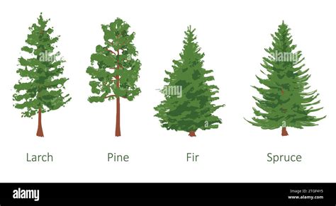 Coniferous Trees Set Larch Pine Fir Spruce Color Vector