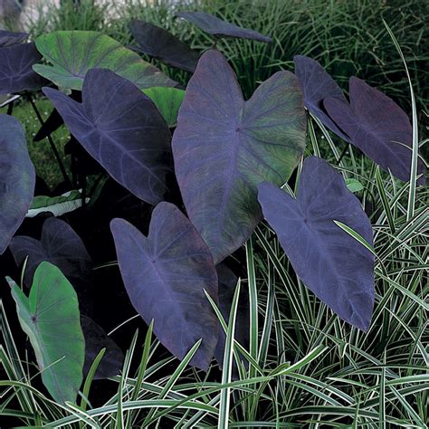 colocasia black magic denis plants