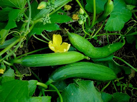 Luffa Culinary Gourd
