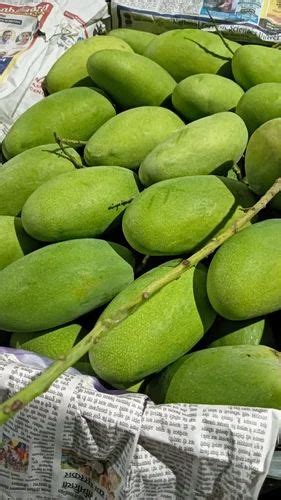 Dasheri Safeda Green Dasheri Mango Malihabadi At Rs 18 Kg In Lucknow