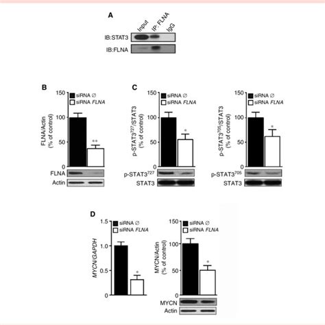 Expression of FLNA in human NB cells protects against apoptosis. (A ... 