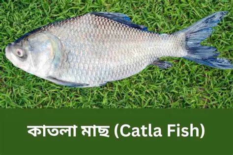 কাতলা মাছ Katol Fish পরিচিতি চাষ পদ্ধতি ও রোগবালাই কৃষি পরিবার