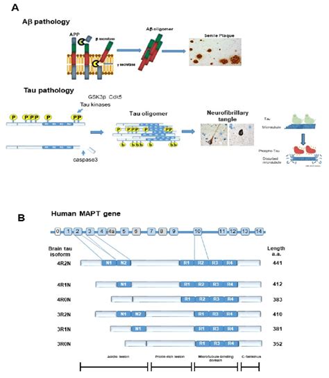 Pathological Hallmarks Of Alzheimer S Disease A Amyloid Protein