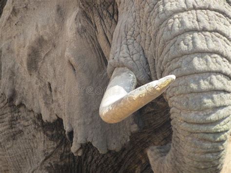 Close Up Image Of Elephant Tusk And Skin Stock Image Image Of