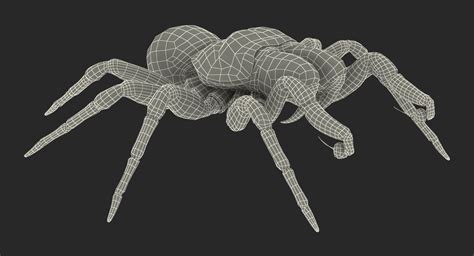 Spiders 3d Models Collection 3d Modell 209 3ds C4d Fbx Ma Obj