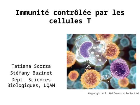 PPT Immunité contrôlée par les cellules T Tatiana Scorza Stéfany