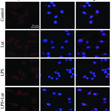 Downregulation Of Nf B Activation By Luteolin In Lps Stimulated Bv