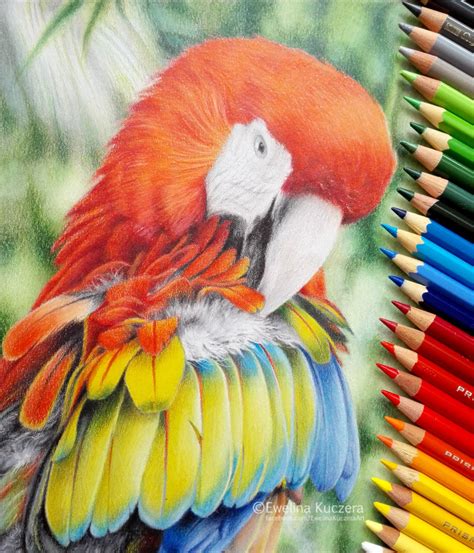 Ewelina Kuczera — Macaw Colored Pencil Drawing