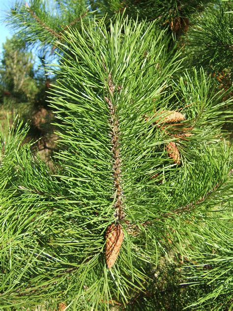 Shore Pine Medium Tree Seedling The Jonsteen Company