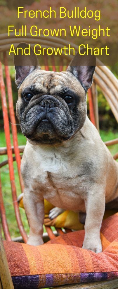 French Bulldog Full Grown Weight And Growth Chart French Bulldog Full