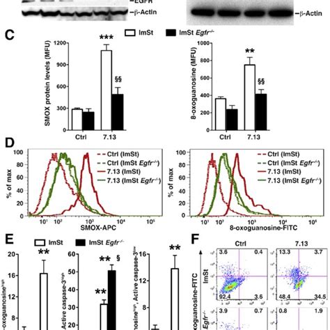 Levels Of Smox Protein Dna Damage And Apoptosis In Imst Egfr