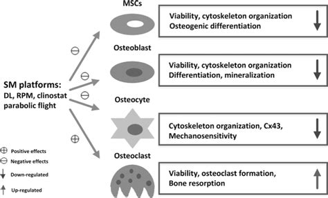 Responses Of Bone Cells To Sm Effect Microgravity Has Negative Effects