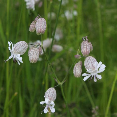 Silene Vulgaris