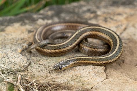 Garden Snake