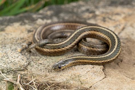 Shorthead garter snake - Wikipedia