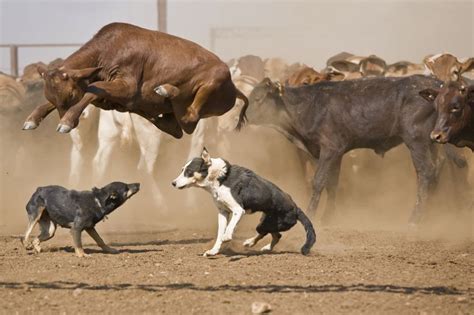 Jumping cow : r/PerfectTiming