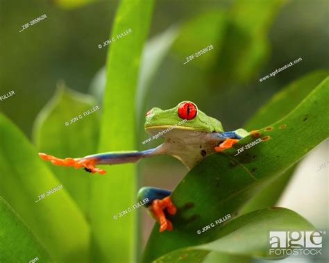 The Red Eyed Tree Frog Or Red Eyed Leaf Frog Agalychnis Callidryas