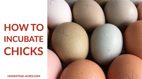 How To Incubate Chicken Eggs Step By Step Homestead Acres