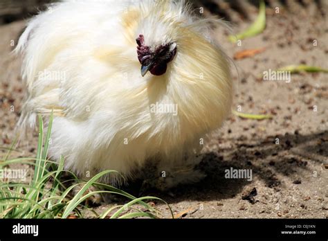 White Silky Bantam Domesticated Chicken At World Of Birds In Houtbay