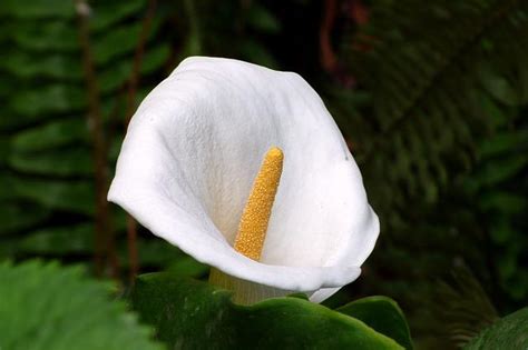 Cuidados del LIRIO de AGUA GUÍA práctica y su significado