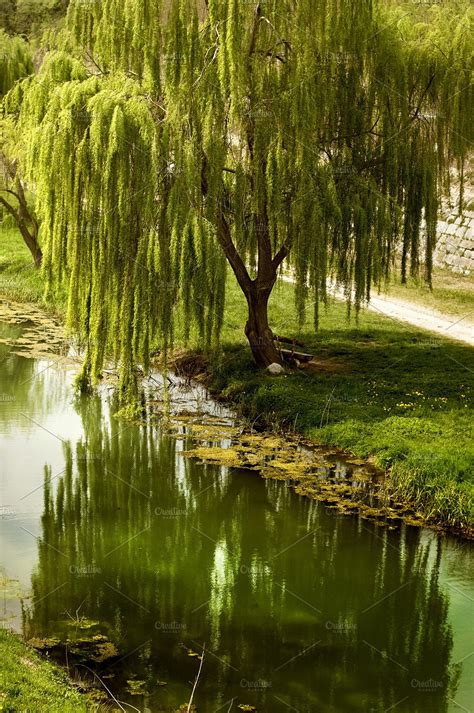Willow Tree By The Water High Quality Nature Stock Photos Creative