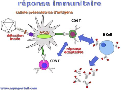 Réponse immunitaire définition et explications