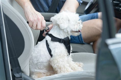 Cómo transporto a mi perro de forma segura en el coche El Blog Coyote