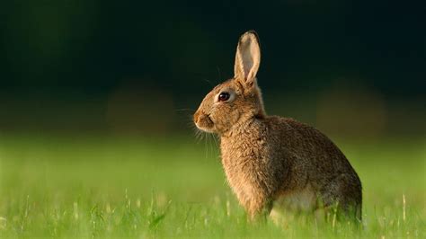 Rabbits Wallpapers Wallpaper Cave