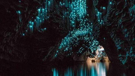 Pesona Magis Waitomo Glowworm Caves Di Selandia Baru Naviri Magazine