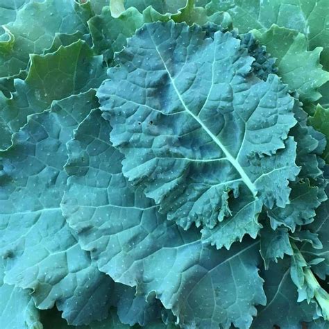 Seeds For Premier Kale Brassica Oleracea Acephala Amkha Seed