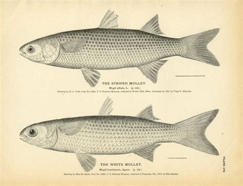Kenali Ikan Belanak Umpan