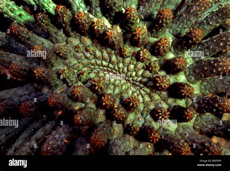 An exotic cactus Stock Photo - Alamy