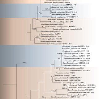 Phylogram Generated From The Maximum Likelihood ML Analysis Based