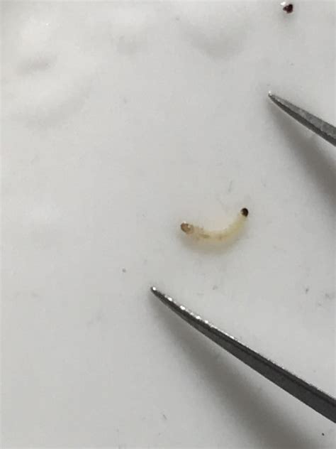 Corn—corn Rootworm Larva Extension Entomology