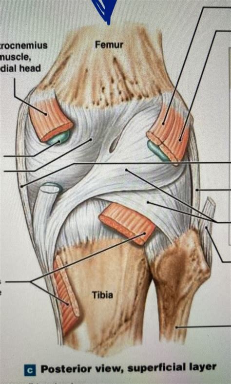 Knee Posterior View Diagram Quizlet