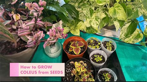 How To How To Grow Coleus From Seeds Transplant The Seedlings