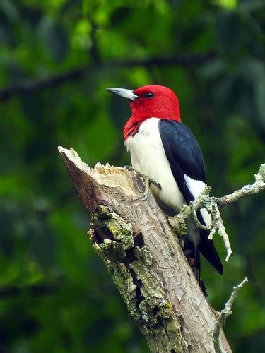 Red Headed Woodpecker At Ohio River Islands National Wildl Flickr