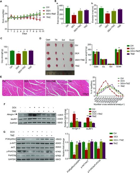 Tmz Ameliorates Dex Induced Muscle Atrophy In Mice Mice Were