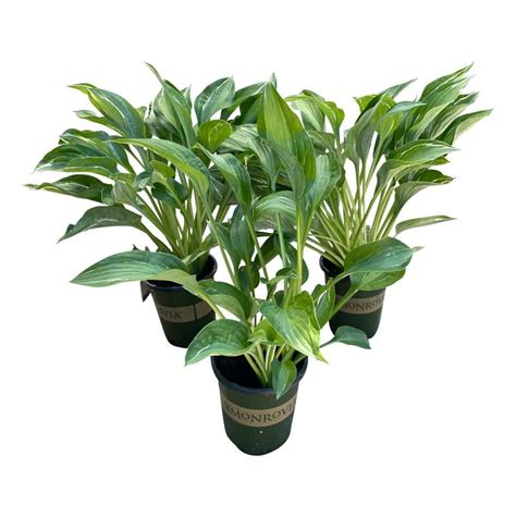 Live Perennial Hosta Yellow Polka Dot Bikini 3 Per Pack Beautiful