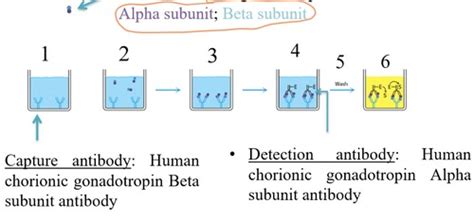 Labeled Immunoassays Flashcards Quizlet