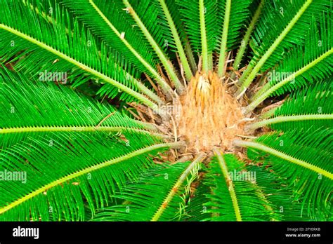 Cycad Scientific Name Is Cycas Circinalis L Families Cycadaceae Stock