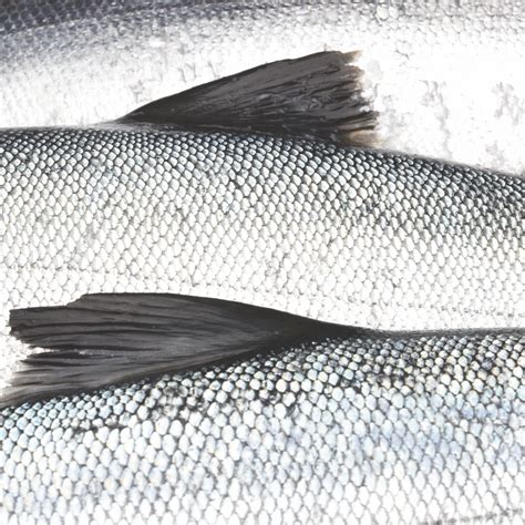 Circle Seafoods About Circle Seafoods