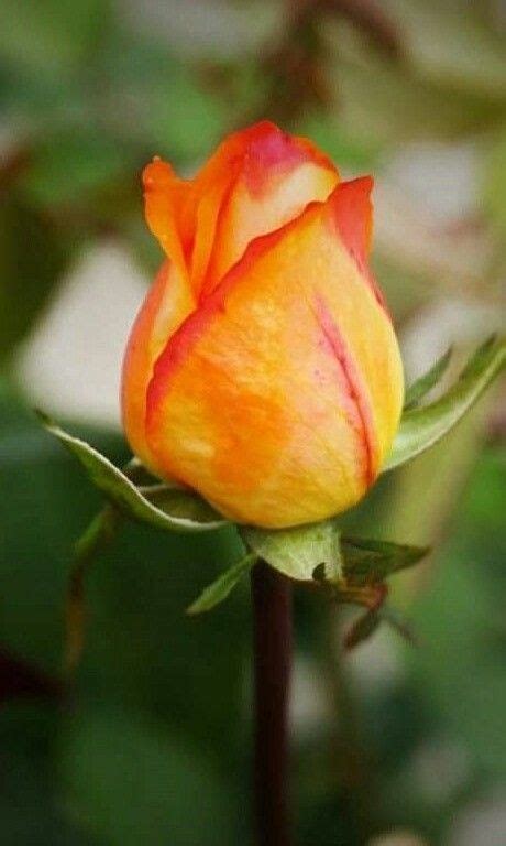 Pin By Carol Cassel On A Rose By Any Other Name Is Still As Sweet