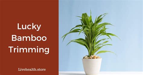 Optimal Locations For Your Lucky Bamboo Home And Office Edition